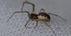 Neriene peltata